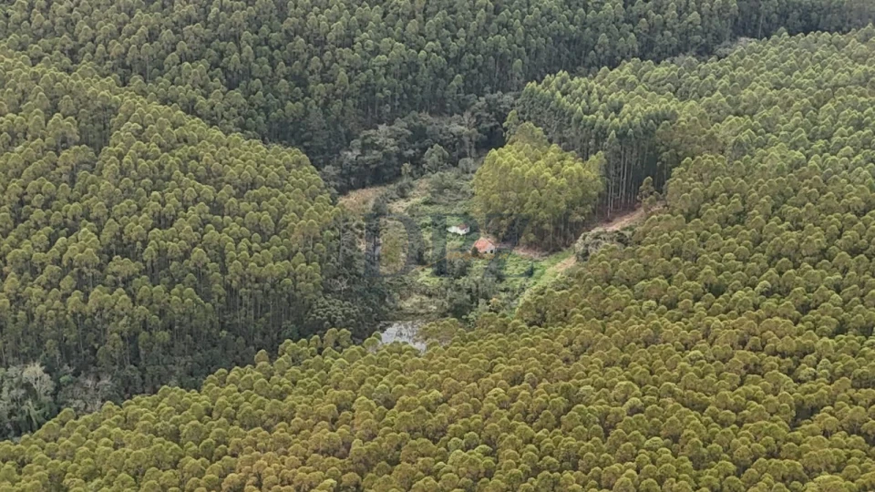EXCELENTE FAZENDA COM EUCALIPTO A VENDA NA REGIÃO DE ITAPEVA-SP