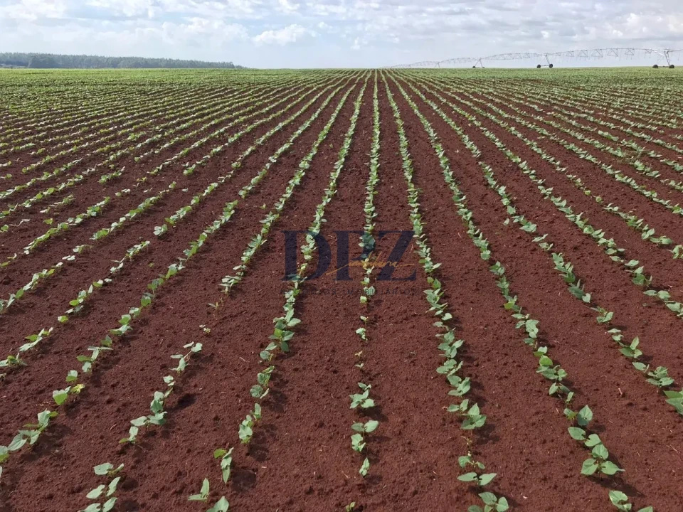 Imagens do imóveis EXCELENTE FAZENDA À VENDA NA REGIÃO DE AVARÉ-SP