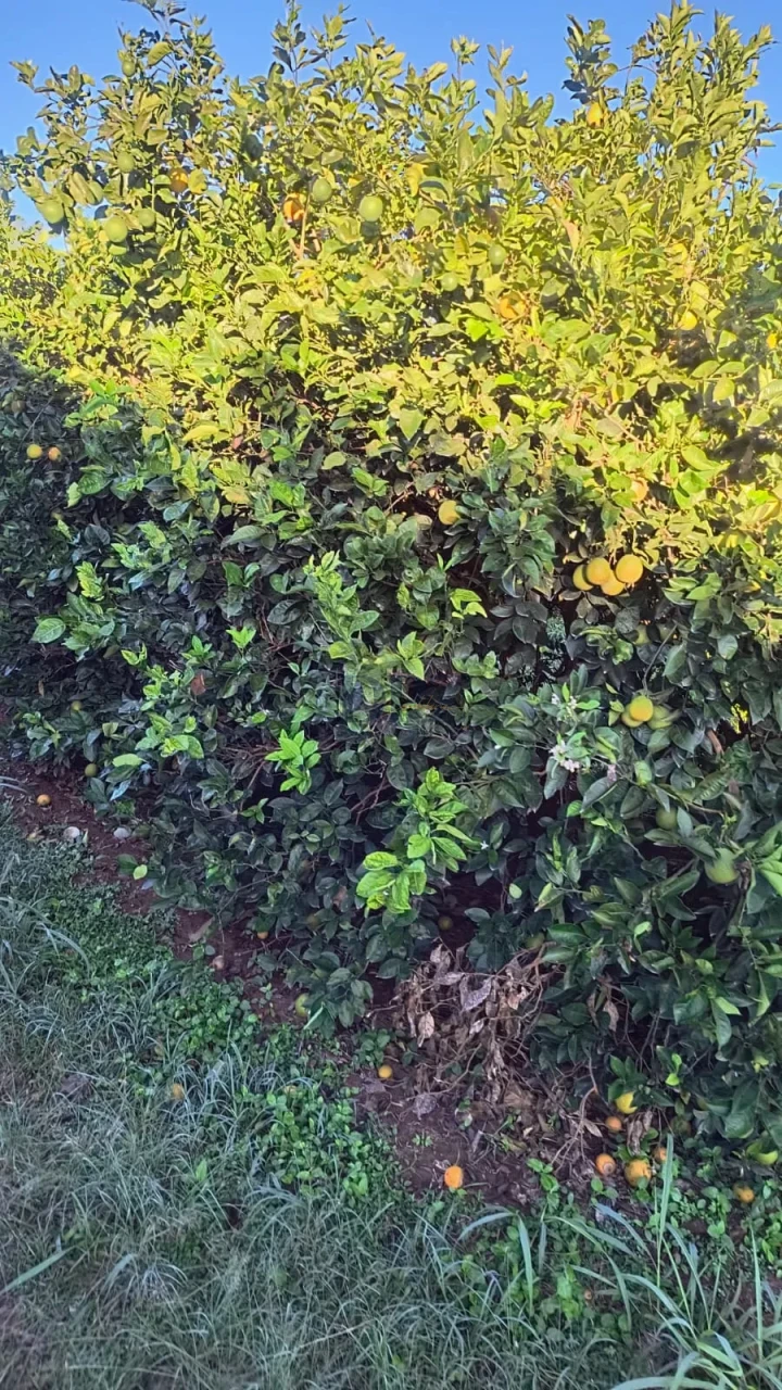 Sítios À Venda na região de Cardoso/SP.