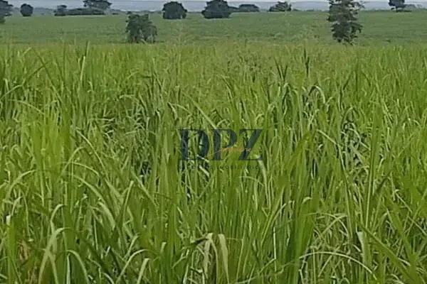 Imagens do imóveis EXCELENTE FAZENDA COM PISTA DE POUSO A VENDA NA REGIÃO DE PRESIDENTE-SP