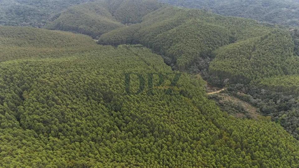 EXCELENTE FAZENDA COM EUCALIPTO A VENDA NA REGIÃO DE ITAPEVA-SP