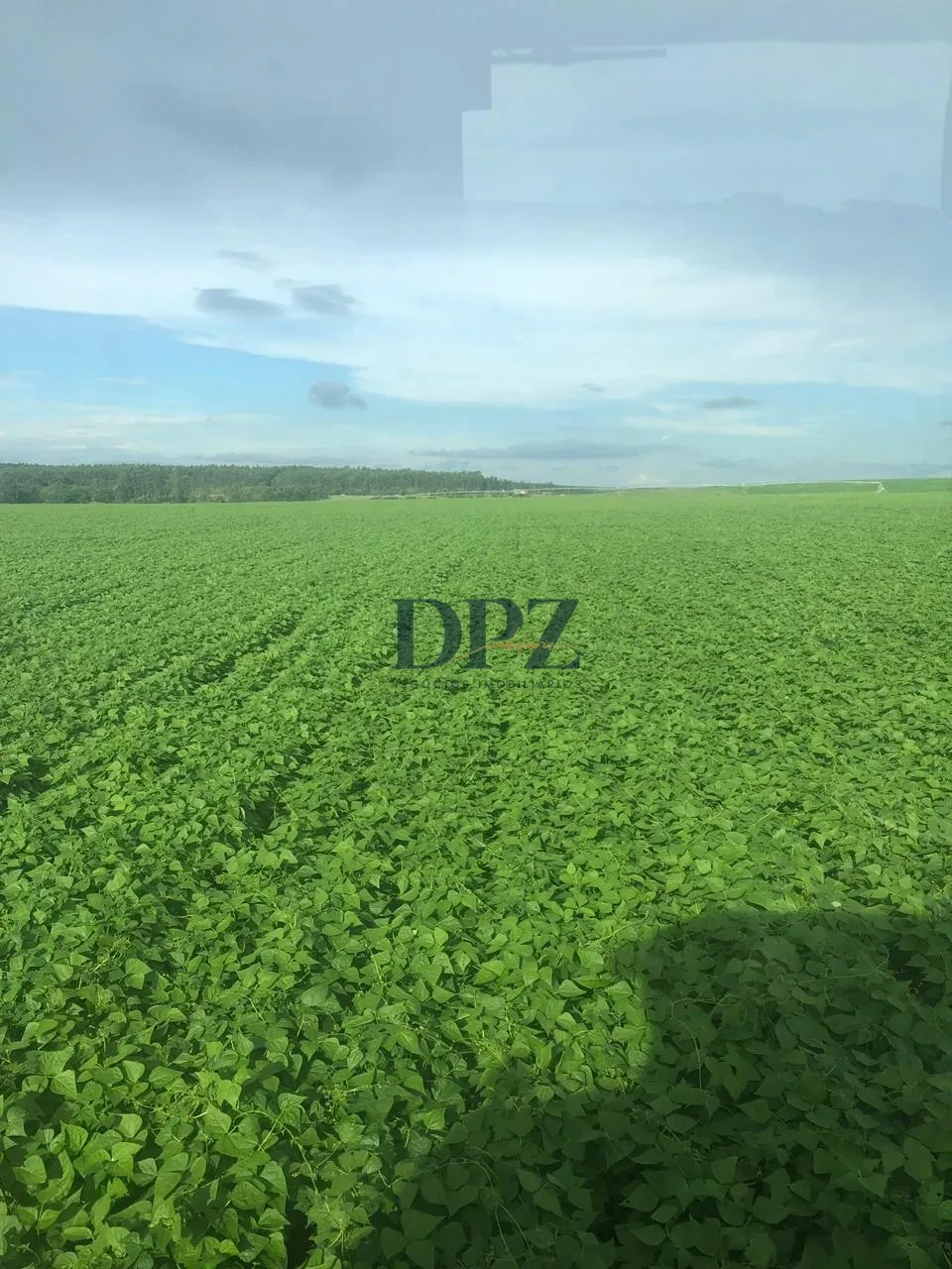 Imagens do imóveis EXCELENTE FAZENDA À VENDA NA REGIÃO DE AVARÉ-SP