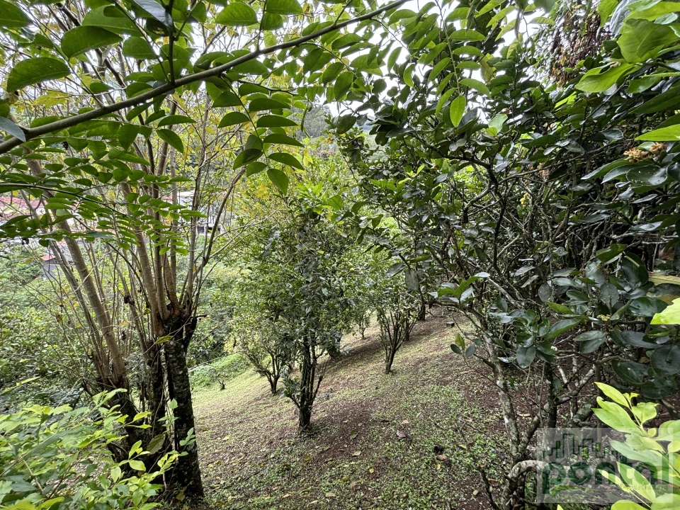 Terreno Em Condomínio À Venda Condomínio Canton Vert Nova Friburgo