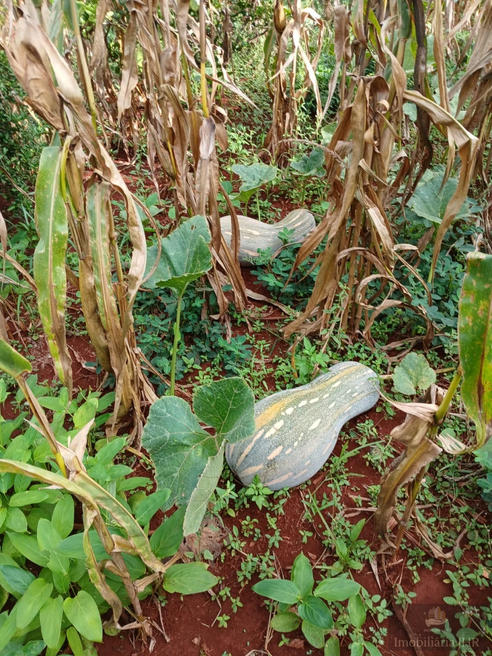 Imagens do imóveis CHACARA