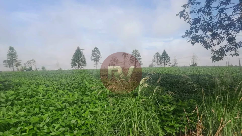 VENDA-R$2.500.000,00- 1,5 ALQUEIRES- Estrada do Limoeiro ao lado da Fazenda Mores