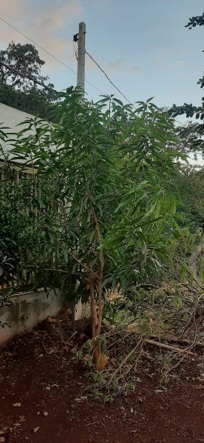 Imagens do imóveis Condomínio Recanto rural Alvorada do Sul
