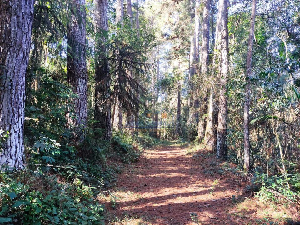 Imagens do imóveis Sitio Tamarana - PR