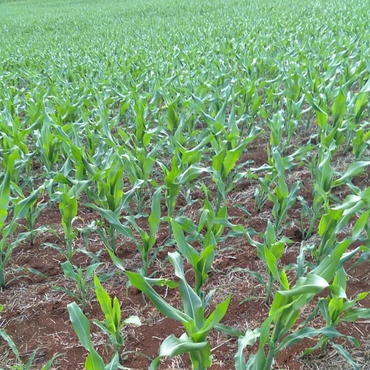 Grande Oportunidade em Rolândia ? Área com Potencial de Expansão Urbana!