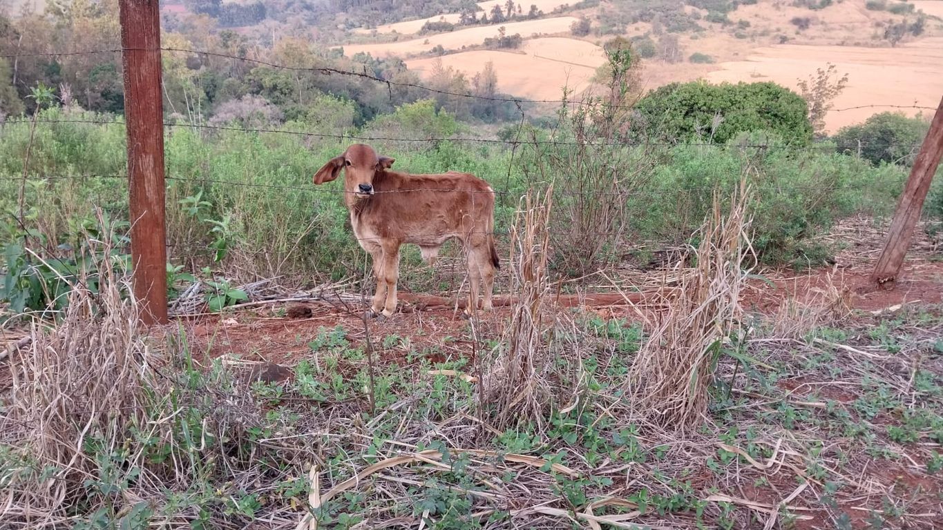 Grande Oportunidade em Rolândia ? Área com Potencial de Expansão Urbana!