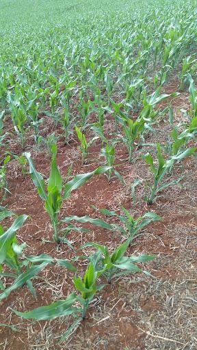 Sítio à Venda ? entre a região de São Luiz e Guaravera