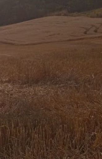 Sítio à Venda ? entre a região de São Luiz e Guaravera