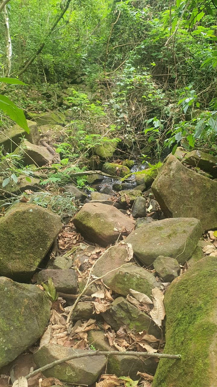 Sítio à venda em Londrina ? PR (Distrito de Taquaruna)