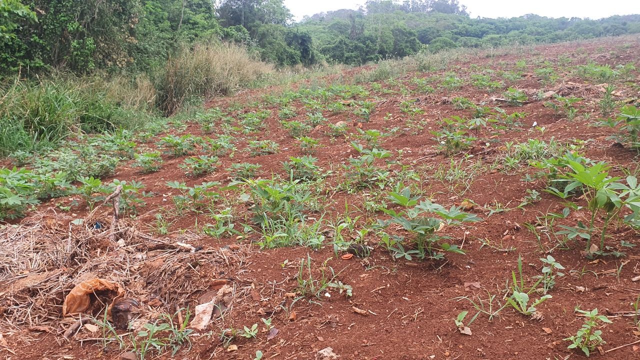 Sítio à venda em Londrina ? PR (Distrito de Taquaruna)