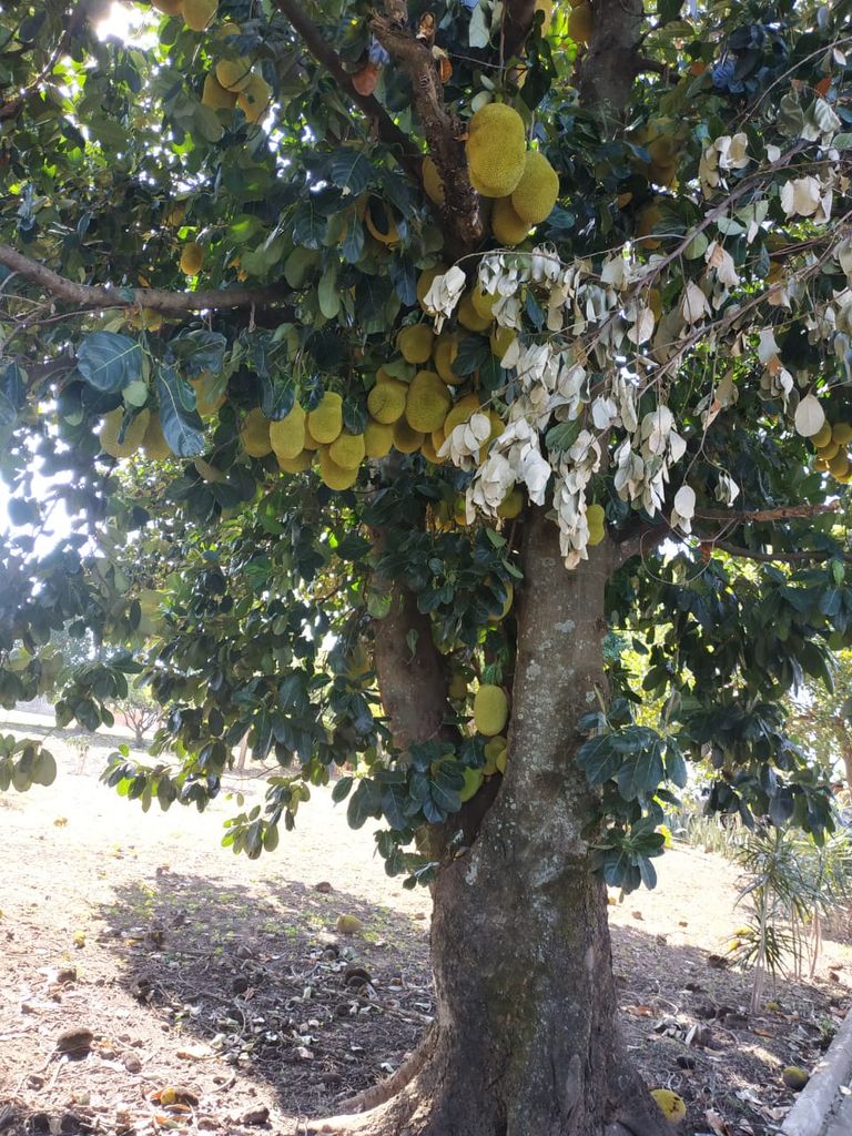 Chácara à Venda em Pompéia/SP ? Qualidade de Vida e Bem-Estar!