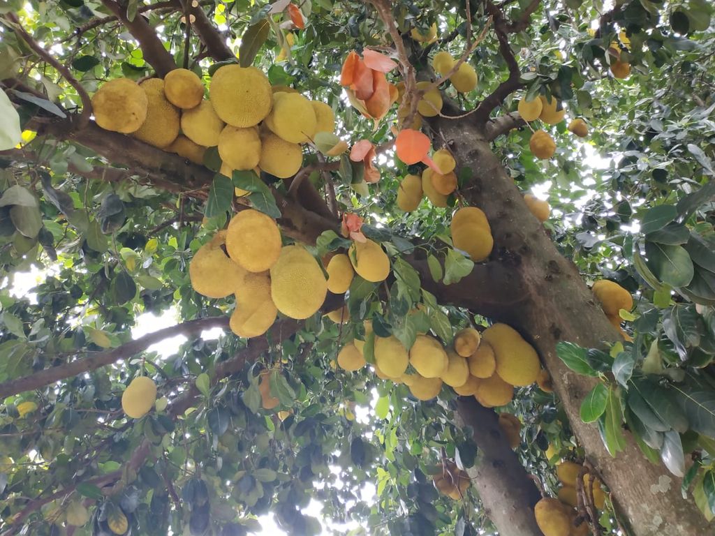 Chácara à Venda em Pompéia/SP ? Qualidade de Vida e Bem-Estar!