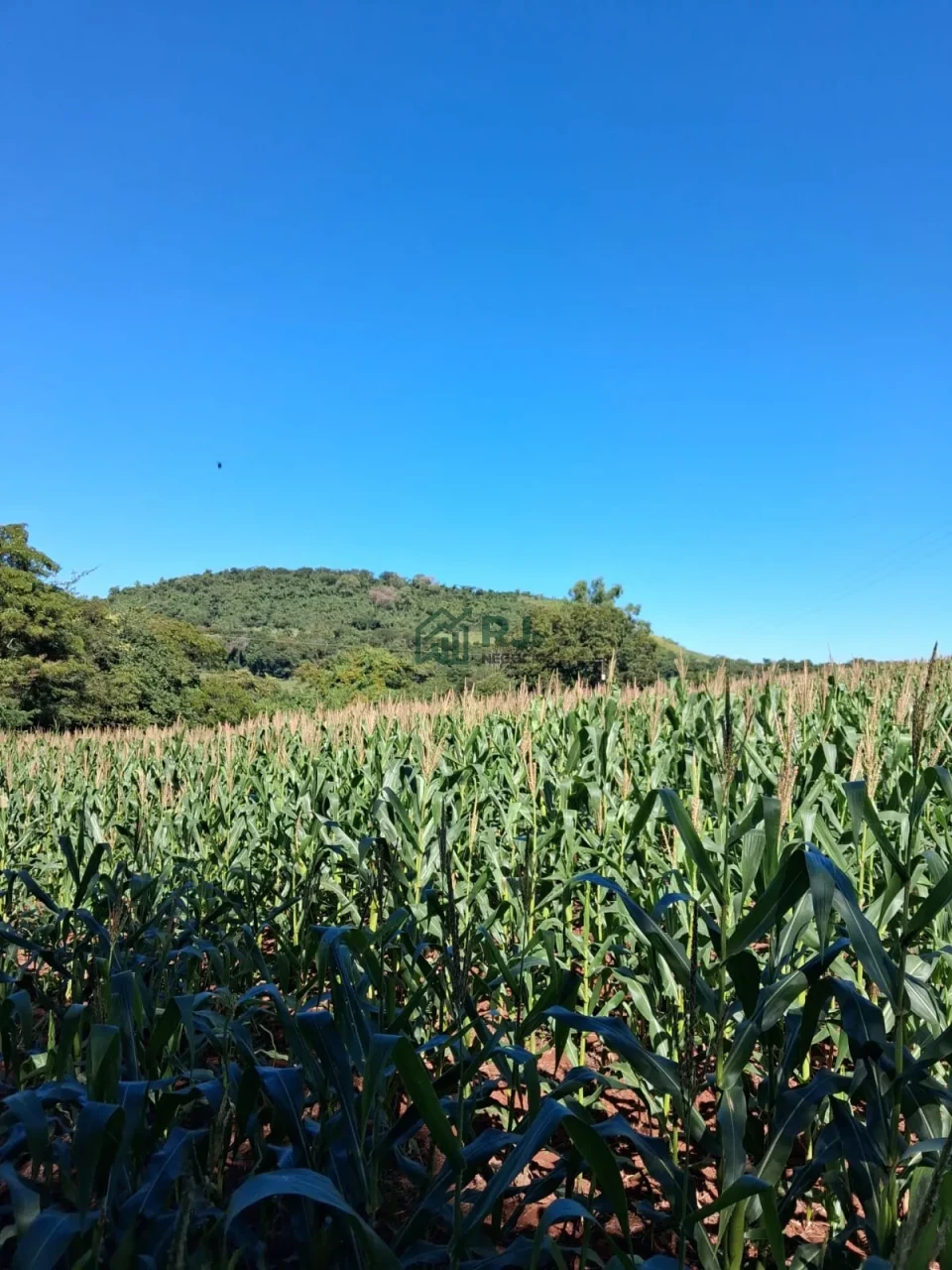 SÍTIO À VENDA – OPORTUNIDADE EM BORRAZÓPOLIS/PR
