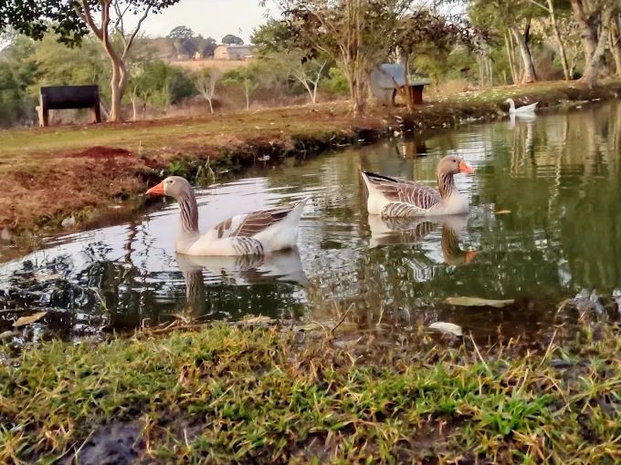? Terreno à venda no Condomínio Estância Santa Paula ? Cambé - Londrina/PR