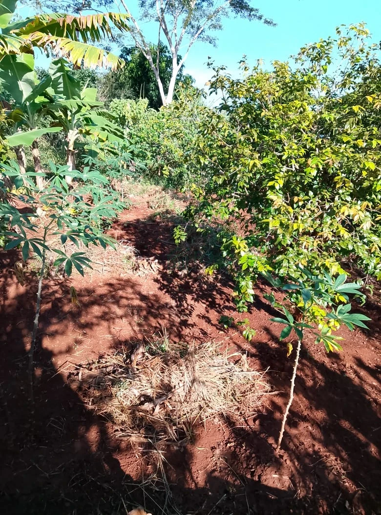 Imagens do imóveis Chácara à Venda no Condomínio Recanto do Dourado – Ibiporã/PR