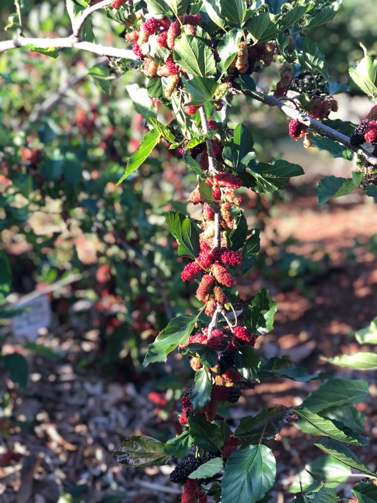CHÁCARA EM CONDOMÍNIO FECHADO ? ZONA URBANA DE LONDRINA