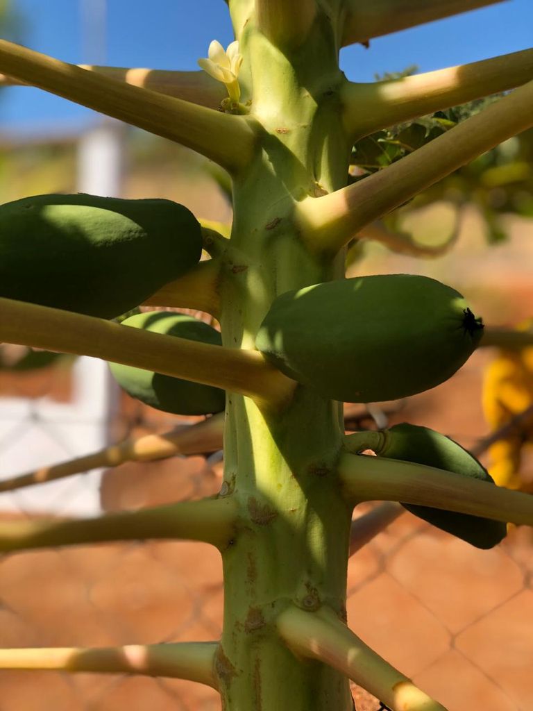 CHÁCARA EM CONDOMÍNIO FECHADO ? ZONA URBANA DE LONDRINA