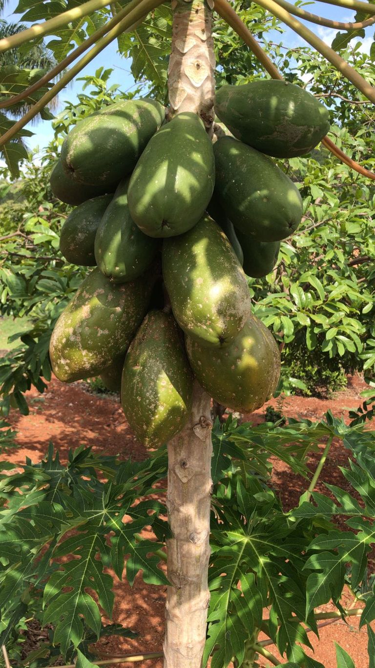 CHÁCARA EM CONDOMÍNIO FECHADO ? ZONA URBANA DE LONDRINA
