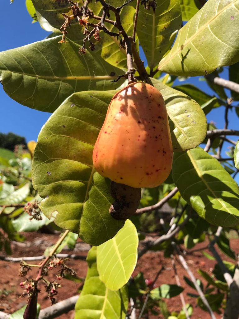 CHÁCARA EM CONDOMÍNIO FECHADO ? ZONA URBANA DE LONDRINA