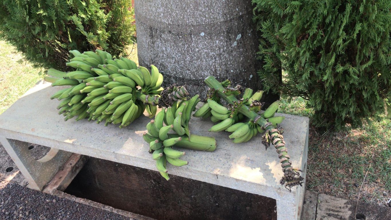 CHÁCARA EM CONDOMÍNIO FECHADO ? ZONA URBANA DE LONDRINA