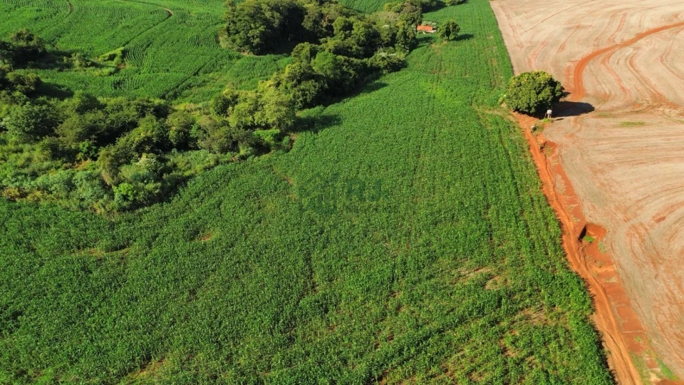Imagens do imóveis SÍTIO À VENDA – OPORTUNIDADE EM BORRAZÓPOLIS/PR
