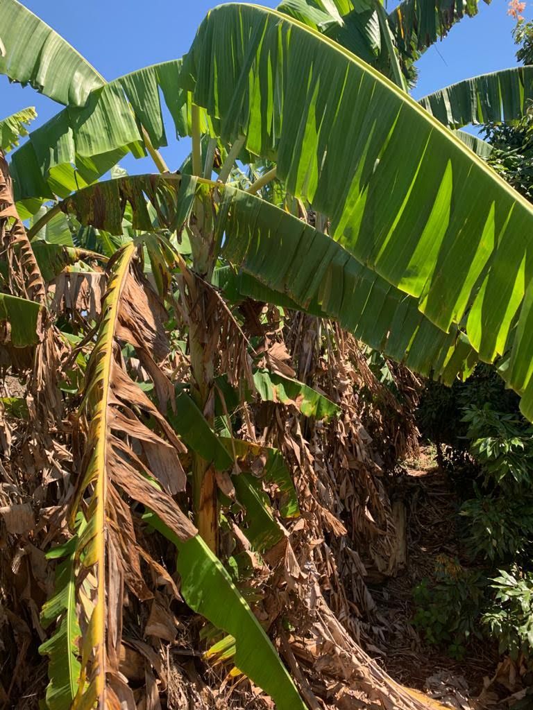 Chácara à Venda ? Região do Rio Paranapanema (Alvorada do Sul)