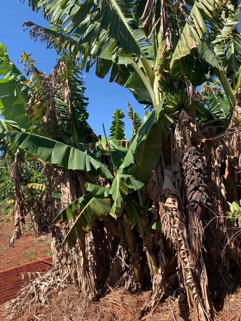 Chácara à Venda ? Região do Rio Paranapanema (Alvorada do Sul)