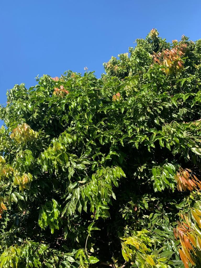 Chácara à Venda ? Região do Rio Paranapanema (Alvorada do Sul)