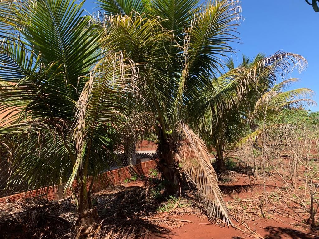 Chácara à Venda ? Região do Rio Paranapanema (Alvorada do Sul)