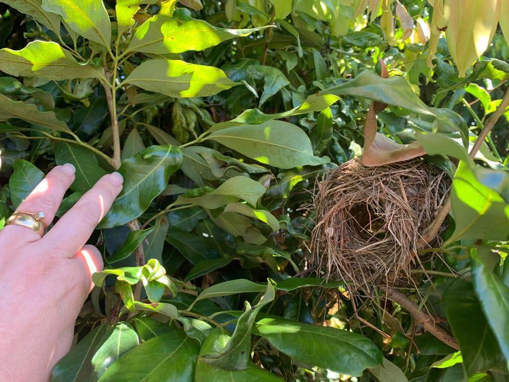 Chácara à Venda ? Região do Rio Paranapanema (Alvorada do Sul)
