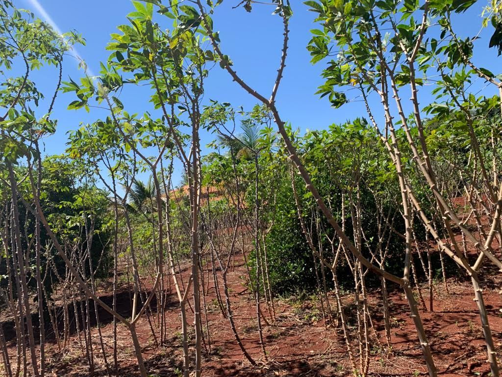 Chácara à Venda ? Região do Rio Paranapanema (Alvorada do Sul)