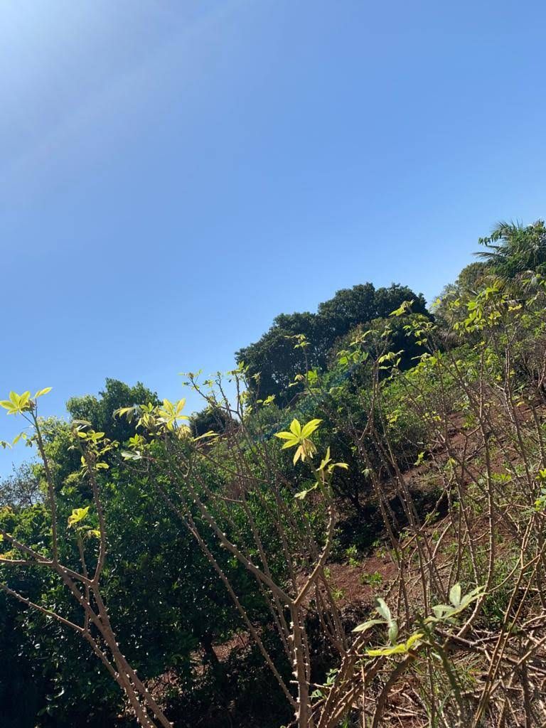 Chácara à Venda ? Região do Rio Paranapanema (Alvorada do Sul)