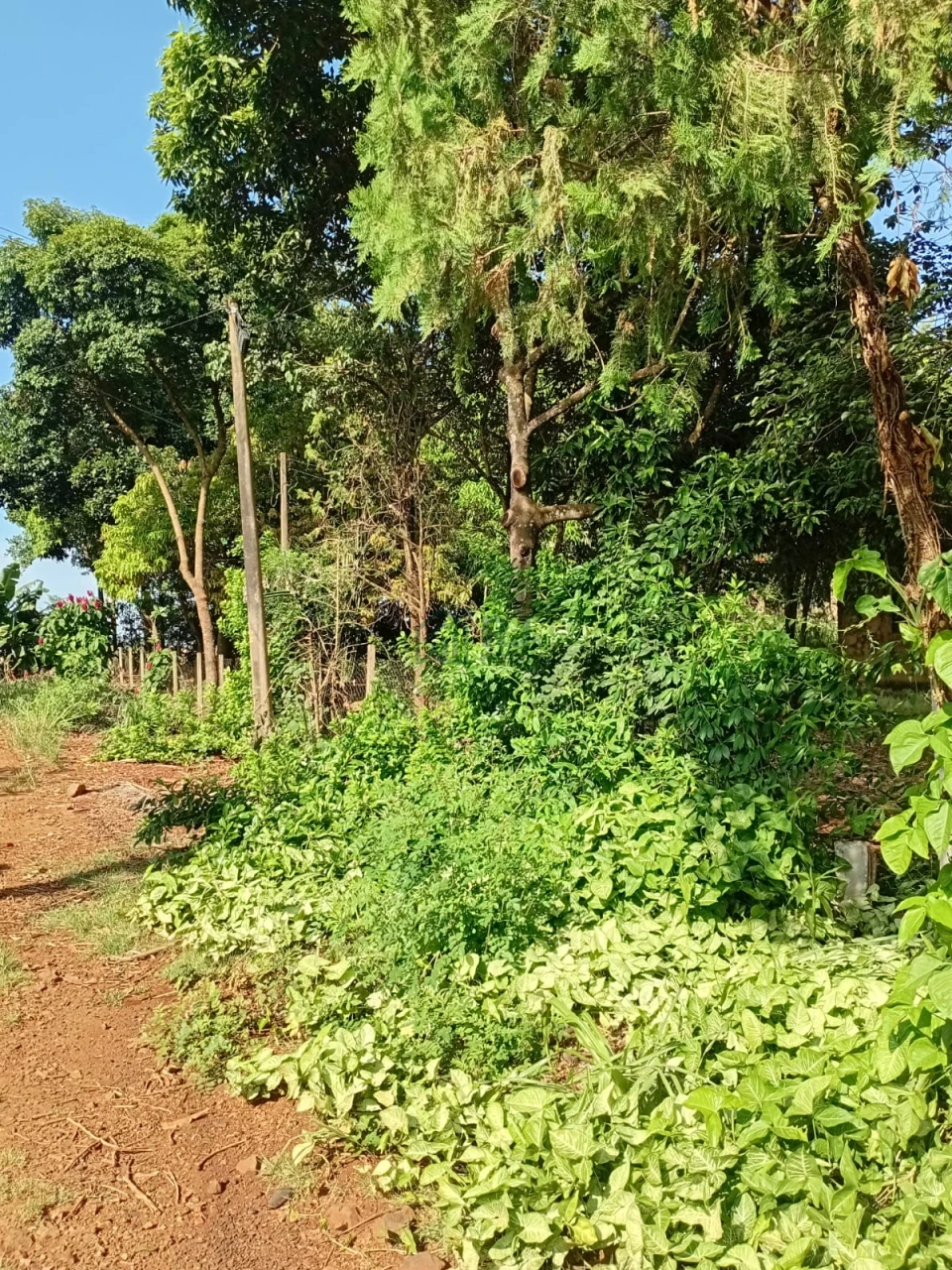 Imagens do imóveis Chácara à venda – Vila Rural Taquara do Reino