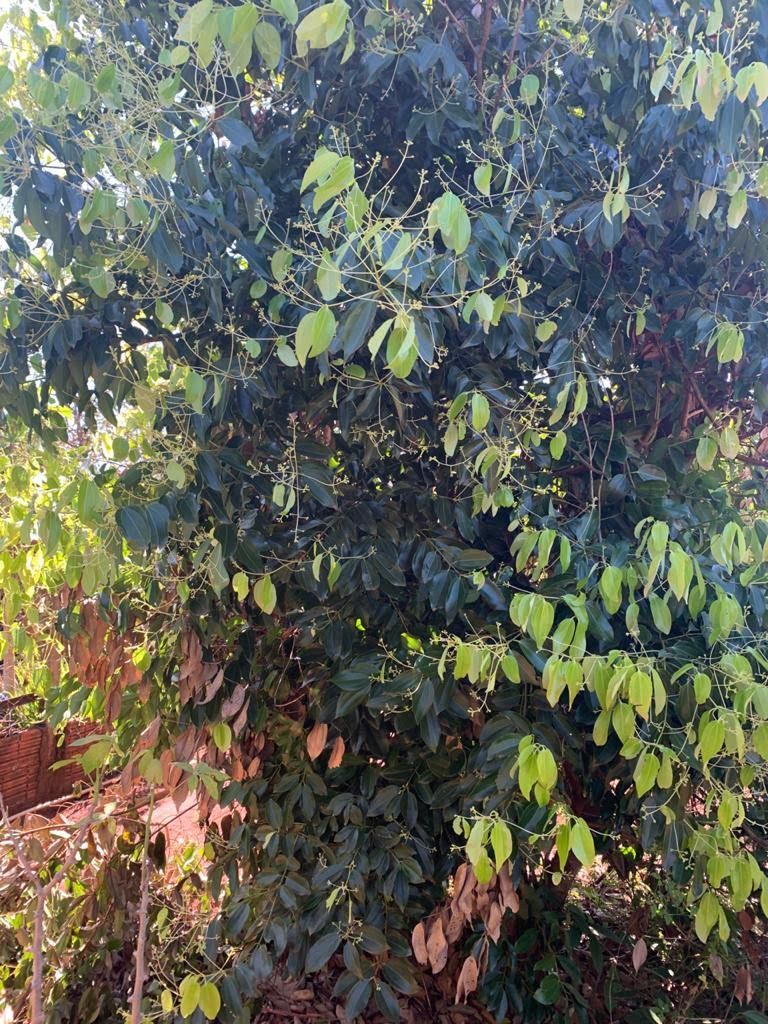 Chácara à Venda ? Região do Rio Paranapanema (Alvorada do Sul)