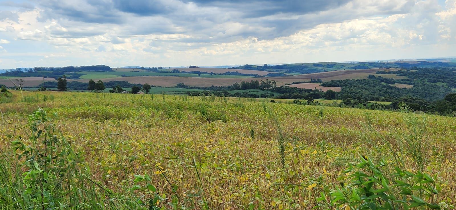 FAZENDA À VENDA | SÃO JERÔNIMO DA SERRA/PR