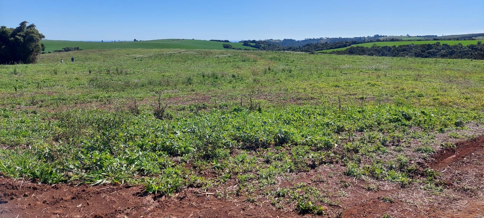 FAZENDA À VENDA | SÃO JERÔNIMO DA SERRA/PR