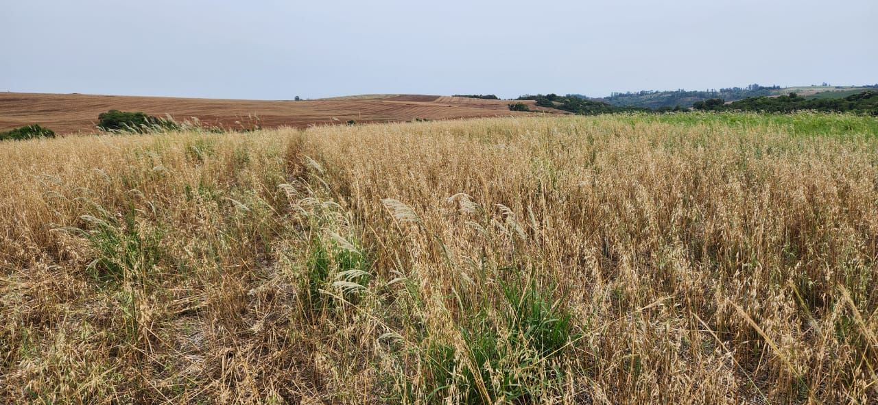FAZENDA À VENDA | SÃO JERÔNIMO DA SERRA/PR