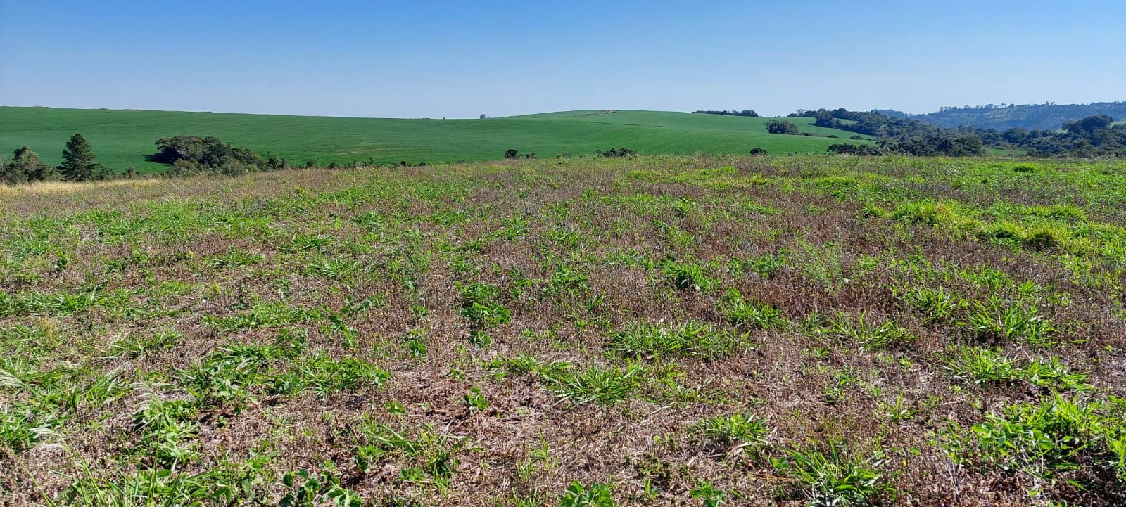 FAZENDA À VENDA | SÃO JERÔNIMO DA SERRA/PR
