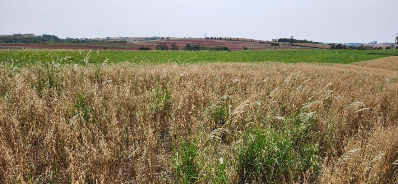 FAZENDA À VENDA | SÃO JERÔNIMO DA SERRA/PR