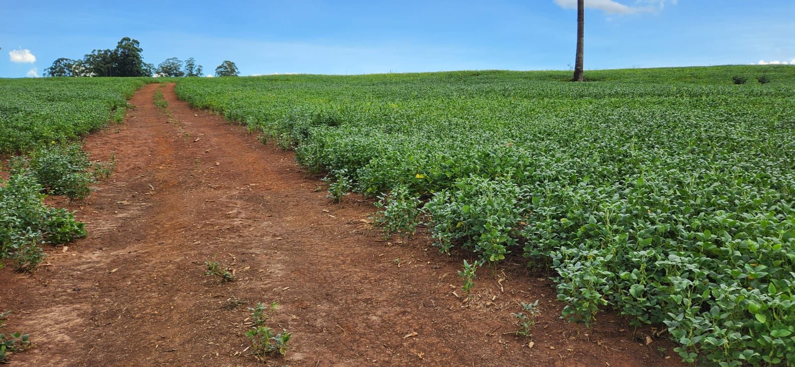 FAZENDA À VENDA | SÃO JERÔNIMO DA SERRA/PR