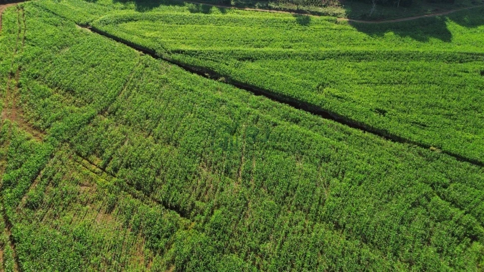 Imagens do imóveis SÍTIO À VENDA – OPORTUNIDADE EM BORRAZÓPOLIS/PR