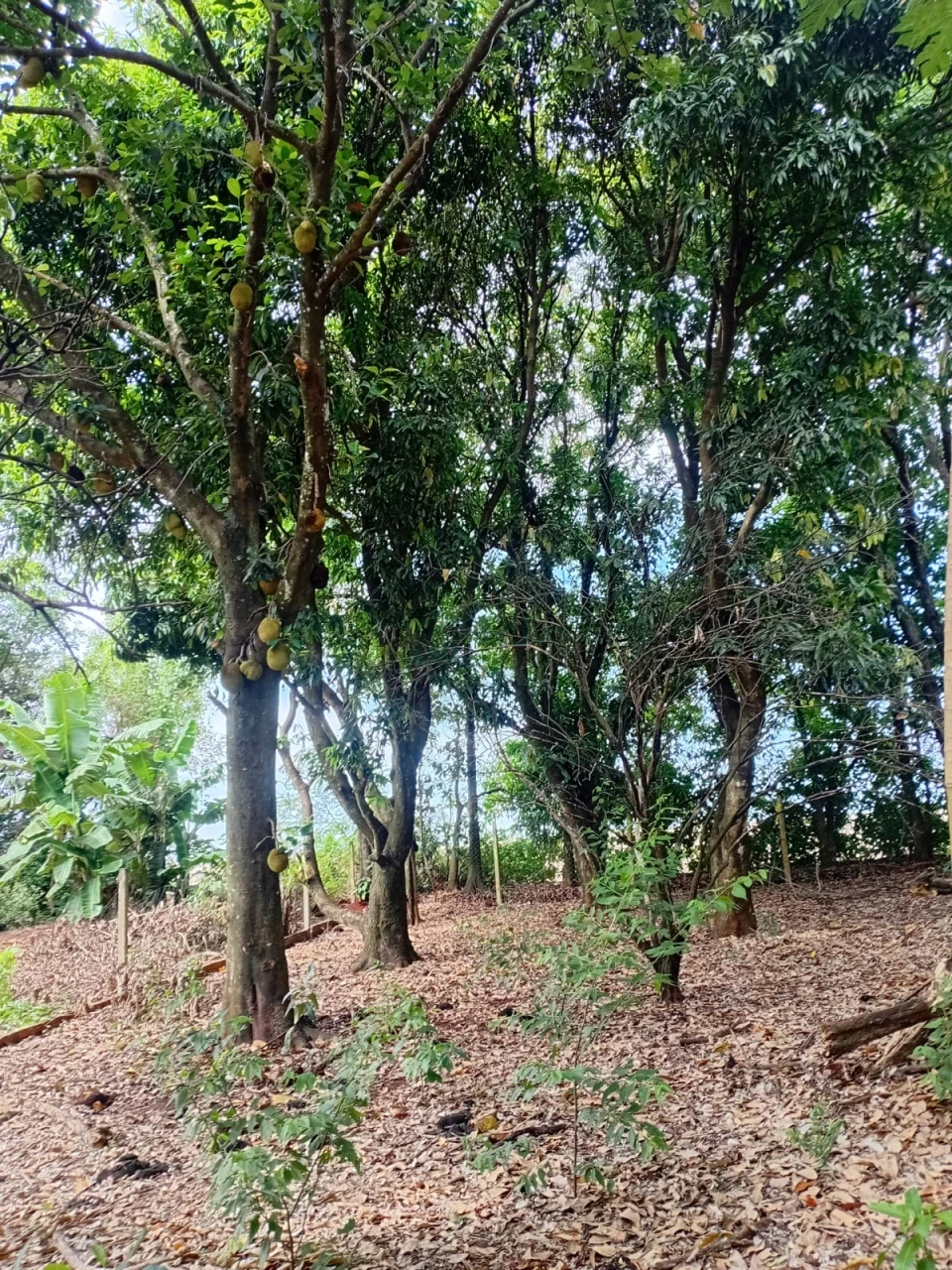 Imagens do imóveis Chácara à venda – Vila Rural Taquara do Reino