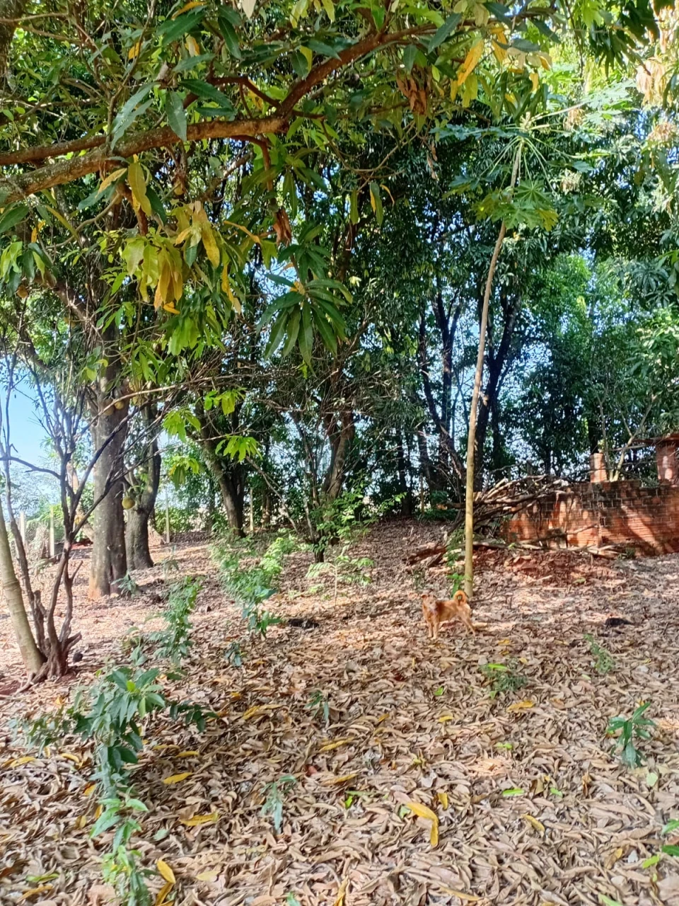 Imagens do imóveis Chácara à venda – Vila Rural Taquara do Reino