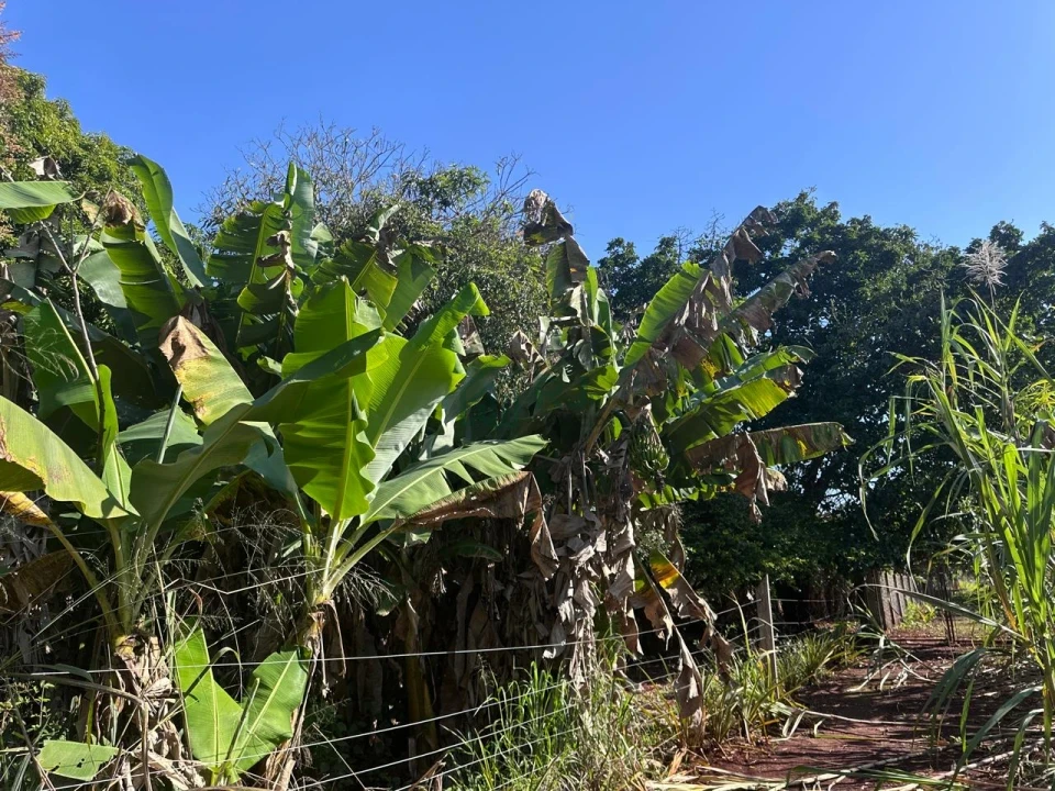 Imagens do imóveis Chácara à Venda em Sertanópolis – Espaço, Conforto e Tranquilidade
