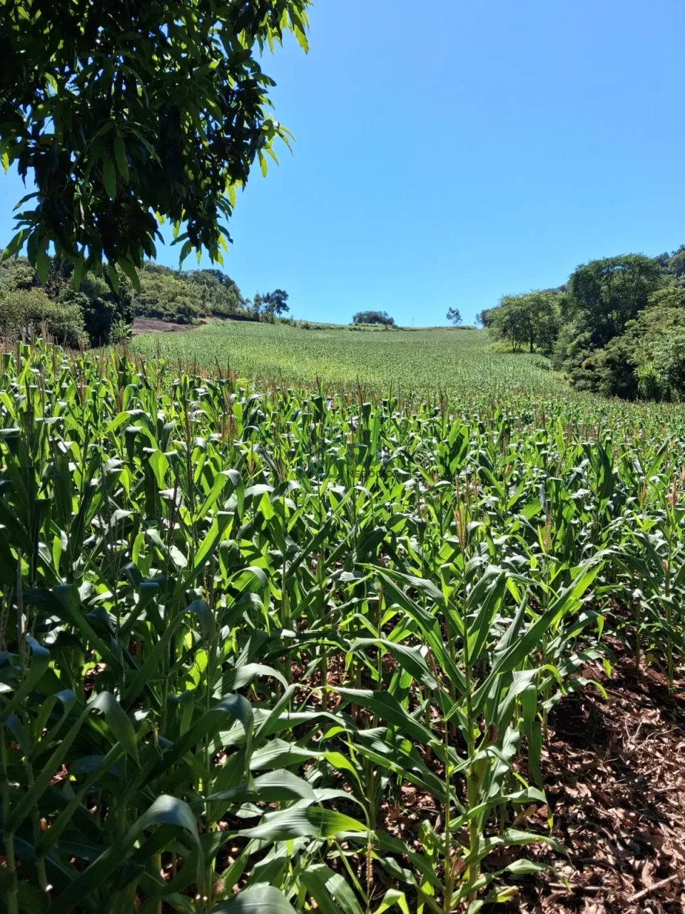 SÍTIO À VENDA – OPORTUNIDADE EM BORRAZÓPOLIS/PR