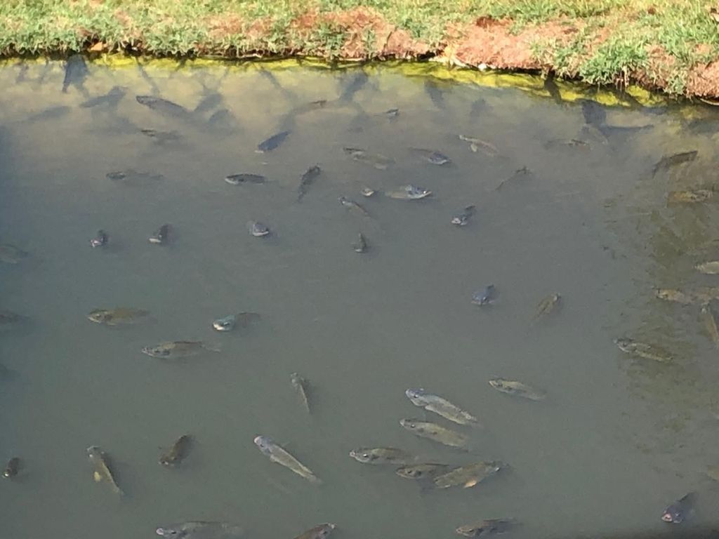 Chácara à Venda ? Água dos Periquitos, Londrina/PR