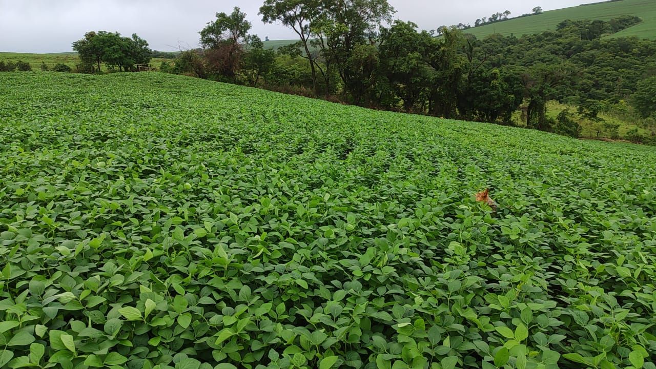 VENDA ? SÍTIO PRÓXIMO A LONDRINA/PR